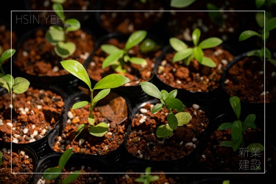 ＃臺灣山林復育協(xié)會，目的是推動本土的生態(tài)教育，進行自然棲地的保護，在地種源的復育，9月秋旬之日，新業(yè)攜手各部同仁，益起為大肚山的森林當起生態(tài)志工。