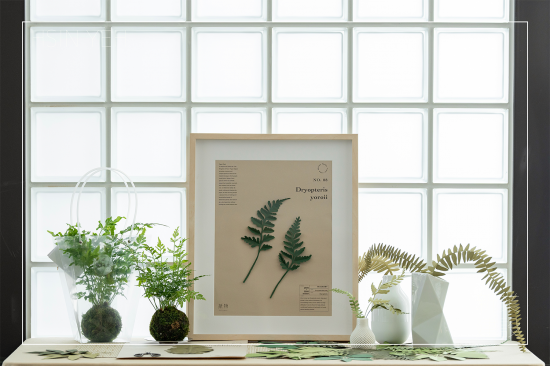 植物成紙後，經(jīng)過雙手溫度的切剪，再次以植物的型態(tài)存在於生活中，裱入框畫、插進花瓶，擬真的紙蕨，永恆如生，恣意地妝點日常。