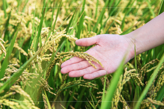 契作認養(yǎng)15載，霧峰小農對於自然農法無農藥、無化肥的堅持，新業(yè)守護這份對土地的溫柔心意，讓善與美在這片大地持續(xù)傳遞。