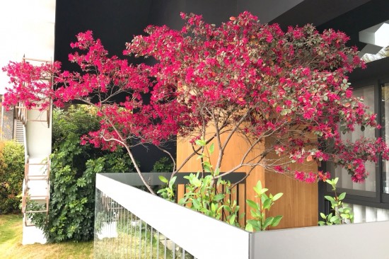 森鄰有樹初長(zhǎng)成，春神來(lái)訪大塊森鄰，在陽(yáng)臺(tái)邊為紅花繼木抹上胭脂，是一幅藏不了的自然美景。