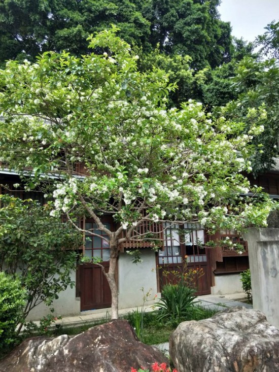 流蘇是否因懷念著誰而白了頭？文學(xué)館的一景，正盼著誰歸來？