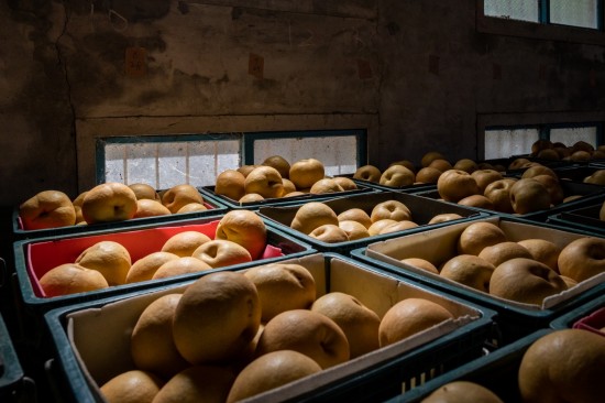 一箱箱等待包裝的梨子，靜靜的享受陽(yáng)光的餘韻，像是為她的旅行稍作休息，整裝待發(fā)。