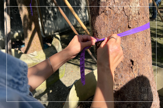 選定每棵樹木後，會在樹幹繫上綁樹帶做為紀錄，堅持尋樹的原則，維持護樹的理念，保持愛樹的心。