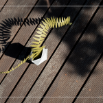 陽光灑下，將紙蕨上分明的葉片照映在地面上，光影交織，變幻移動，感受光影下的美麗。