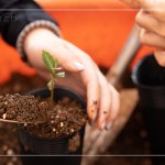 臺灣每個區(qū)域潛在森林的樹種超過百種，各地的樹種又不近相同，因此把『樹苗培育』做好，森林復育就有機會真正依循『生態(tài)』的方式來『生生不息』。