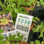 當天新業(yè)夥伴們不只身體力行的為苗木進行換盆作業(yè)，也捐出發(fā)票，為臺灣淺山森林再出一份力，也邀請更多的人共同關注 ＃我愛山林_5230。