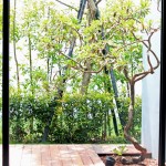 看一棵樹在地板上描繪出自己影子的輪廓，也捕獲四季生動而多變的表情。