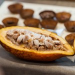 現(xiàn)場體驗現(xiàn)剖可可果，裡頭新鮮的可可豆吃起來像山竹口感，帶有酸澀感，果肉厚實，是為開啟巧克力製成重要的一把鑰匙。