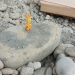 依循腦海中的畫面，選定原石後繫上記號，未來將成為社區(qū)內(nèi)的工藝亮點(diǎn)。