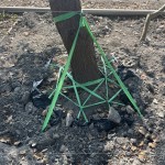 樹木的移植需經(jīng)過繁複的作業(yè)程序加上時間等待，圖中正在進(jìn)行第一階段「斷根」作業(yè)。