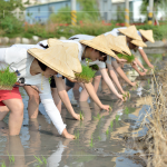 於契作認(rèn)養(yǎng)的霧峰田間，同仁們親身下田體驗插秧盛事，感受來自大地的生命力！