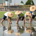 新業(yè)以實際行動參與農作，雙腳踏在柔軟的田裡，彎著腰將一株株秧苗種下，手把青秧插滿田，感恩腳下每一寸土地，步步講究、守候與疼惜。