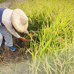臺農71號香米， 有著淡淡的芋頭香氣的品種