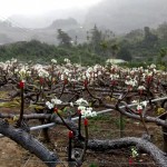 山漫著層層薄霧，山丘上點點白花悄然盛放，近看可細賞花蕊，遠觀則儼然山頭被雪染白。