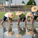 雙腳踏在柔軟的田裡，彎著腰將一株株秧苗種下，手把青秧插滿田，退步原來(lái)是向前。