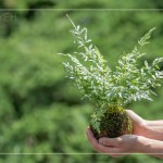 伴手禮—銀脈鳳尾蕨苔球，翠綠透徹，銀白色的葉脈如羽毛般，光線下隱隱散發(fā)銀白光芒，就像成片雪花，靜靜落在葉面上。