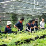 將採集到的種子，放置種子萌發(fā)室，換盆作業(yè)即是協(xié)助將種子萌發(fā)後的幼苗進行分株換盆，有自己的家繼續(xù)茁壯長大。