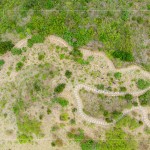 大肚山於早期時，被廣泛種植大黍草，以作為馬匹的糧草，在乾季的壓力下會大量枯萎，容易引起大火，進(jìn)而影響原生植物的生存。