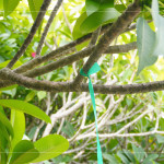 選定每棵樹(shù)種後，在樹(shù)幹繫上束帶做為紀(jì)錄，堅(jiān)持尋樹(shù)的意念，維護(hù)樹(shù)的理念，保持愛(ài)樹(shù)的初衷。