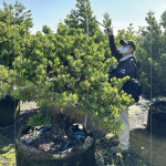 測量每棵樹的樹高及腰圍，細看樹形與葉片的茂盛程度，檢視樹種的生長狀態(tài)，選擇能與建築共老，與生活並行的風景。