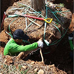 全樹冠移植與放根-宜家基地移到新業(yè)誠家