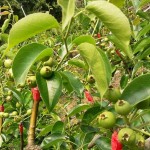 隨著時間過去，雪白而輕巧的梨花退了場，轉換為一顆顆沉甸甸的果實。