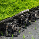 每一株都是農民們辛苦的付出，散發(fā)著土壤、秧苗、陽光交織的香味。