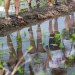 感受大地的生命力，帶來(lái)溫柔的印記，農(nóng)作以風(fēng)味，記載了大自然不朽的魅力。
