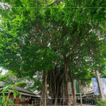 聳立在臺(tái)中文學(xué)公園的大榕樹，已有80年的歷史，樹高逾18公尺，是全市最高、最美的老榕樹，如今是文學(xué)館園區(qū)的重要地標(biāo)，靜靜見證著文學(xué)與自然共融的時(shí)光。