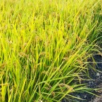 稻穗因飽滿而謙卑自己，建築也當(dāng)講究自己、禮遇他人。虛心務(wù)農(nóng)知天命，新業(yè)無違建築本心。