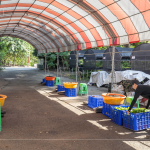 一棵樹苗必須從一顆種子播種開始，由志工們從母樹採集種子，播種發(fā)芽後，進行種子苗換盆作業(yè)，採各組分工，介質(zhì)裝盆、小苗固定、標籤樹種、灑水等。