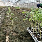 一株株的番茄幼苗，正一排一排在旁候著，等待在此地生根勃發(fā)。幸得嘉南平原日夜溫差大的條件，相信這一批玉女番茄將長得又快又好！