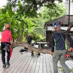 修剪工程不疾不徐的進行，也讓大榕樹底下的日式建築，避免隨時有枝幹掉落的風險，榕樹的成長也更能安心茁壯。