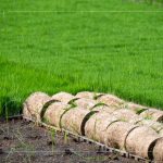 一捲捲的秧苗捲，為了方便搬運不壓壞秧苗，層層疊疊，也方便後續(xù)秧苗機的使用。