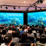 洋流裡飛翔的綠蠵龜，在小琉球藍(lán)色的光影下張大翅膀恣意翱翔，穿梭於島礁之間，展現(xiàn)海龜?shù)纳?，以及其他豐富多樣的海底生態(tài)畫面。