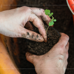 苗種根部水平放置於黑軟盆口，將調(diào)配好的介質(zhì)土壤裝進盆內(nèi)，並適當敲盆，讓土壤不過於緊密。