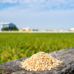 綿延近2.6萬坪的契作面積，從翠綠秧苗到金黃稻浪，是農友們日日辛勞成就的豐碩果實，更多是對這片土地的溫柔與敬愛。