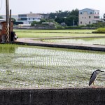 望眼過(guò)去，綠油油一片片的秧苗，每一株都是農(nóng)民們辛苦的付出，散發(fā)著土壤、秧苗、陽(yáng)光交織的香味，也是小夜鷺日常生活的棲地。