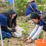 種下榕屬植物，富含水份及乳汁、枝葉茂密、遮陰度高，可抑制大黍草生長，防火林帶不僅兼顧山坡地的防火，更可恢復(fù)生物多樣性及森林植群。