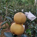 「吾家有梨初長成」！卸下袋裝的它，碩大的體型看來相當顯眼，難怪被農家一眼相中：就決定是你們了，我將帶你們到每一位值得接受祝福的人手中。