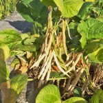 待紅豆莢成熟，農(nóng)民才可一一採收，撥開豆莢挑選出飽滿漂亮的豆籽。