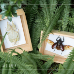 體驗活動—手作植物昆蟲，透過不同的自然素材，搭配敏銳觀察力，著手製作獨一無二的專屬工藝品。