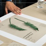 將紙蕨黏至底紙上，再黏上裱框紙，裱成框畫，增添深度感，作為家中裝飾，妝點綠意。