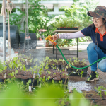 將分盆好的樹苗放置育苗方盤中，為小苗們澆水，後續(xù)統(tǒng)一放在中央培育區(qū)，培育至30-60公分，合適出栽種植的高度。