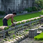 一捲捲的秧苗，在秧苗輸送機(jī)上，方便農(nóng)民從較遠(yuǎn)處的秧苗場(chǎng)輸送，可節(jié)省人力與時(shí)間。
