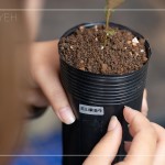 將大肚山原生種的植物標籤貼於黑軟盆上緣，方便隨時記錄成長大小與數(shù)量。