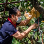 新業(yè)起一大早，加入採(cǎi)梨的行列，使用專用電剪剪梨，一手扶住梨子底端，一手將剪刀口對(duì)準(zhǔn)梨子的枝枒，使樹(shù)枝應(yīng)聲而斷，加快採(cǎi)收的效率。（圖為新業(yè)建設(shè)邱正光副總經(jīng)理）