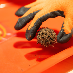 將自然掉落的楓香拾起，將果實(shí)中帶刺狀的種子一根根挑起，配上優(yōu)雅的小串珠，化身為最「在地」的果實(shí)小吊飾。