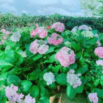 初綻的繡球花如戀愛中的少女，輕輕地聆聽花語，低低地訴說柔情…。