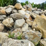 來自南投信義鄉(xiāng)的『塔塔加石』，外型紋理錯綜分布、加上石材密度較高，不容易生長青苔，也是挑選景觀石頭的首選之一。